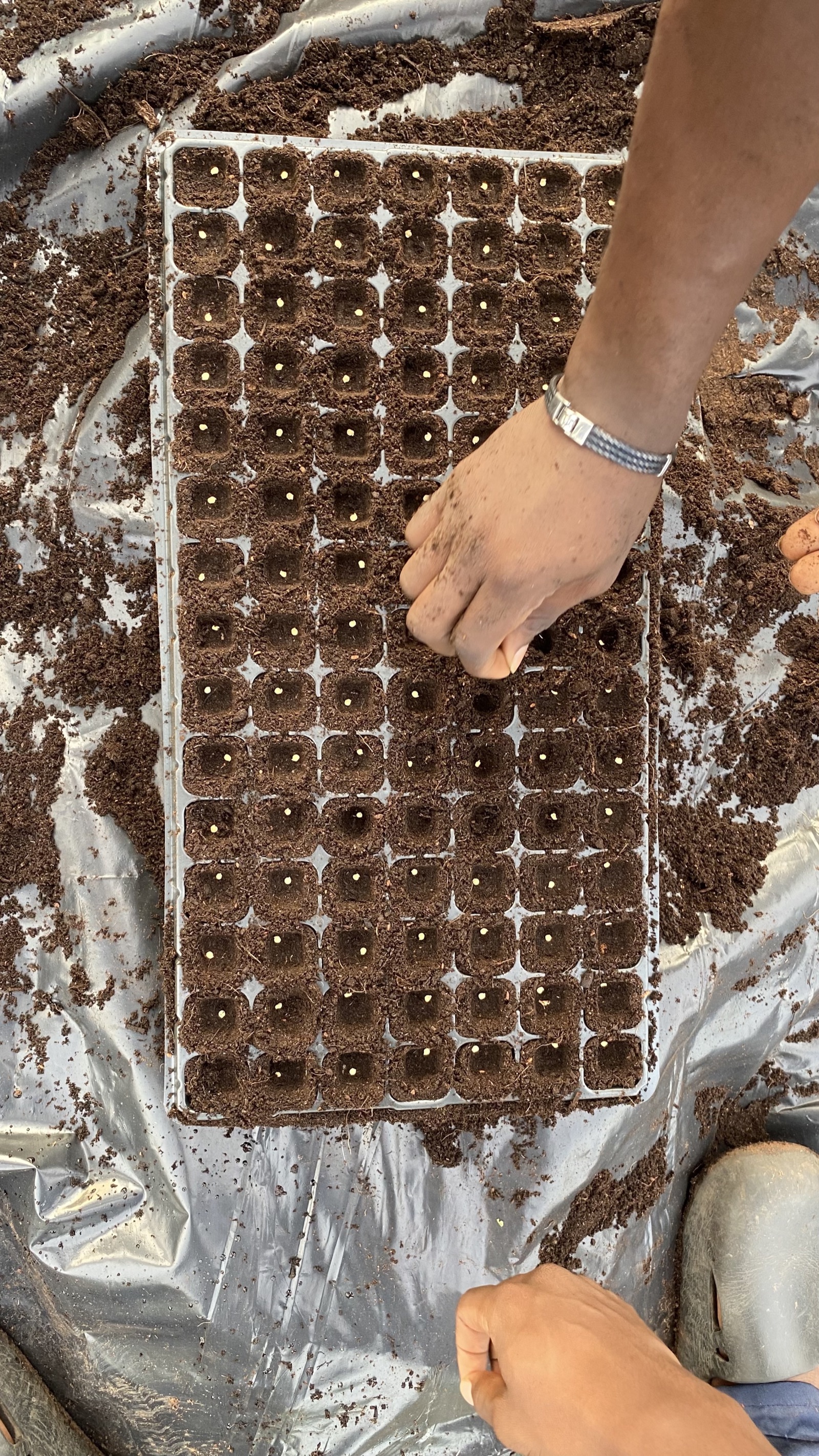 Active Planting